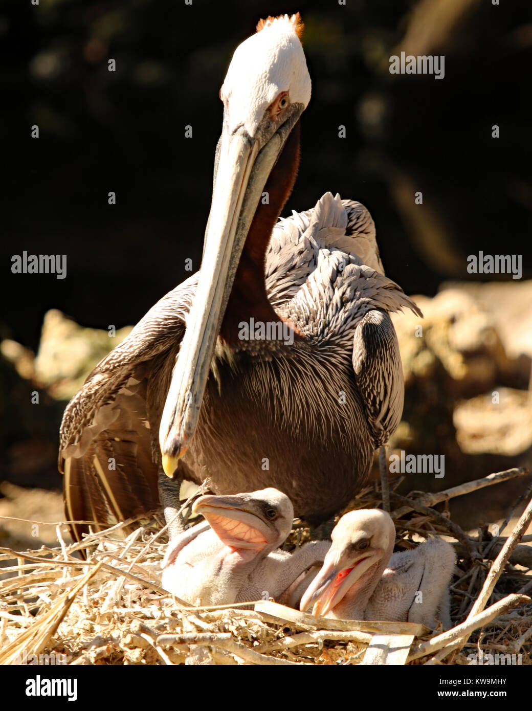 Pelican En Nid Avec Deux Bebes Floride Photo Stock Alamy Pelican En Nid Avec Deux Bebes Floride Photo Stock Alamy