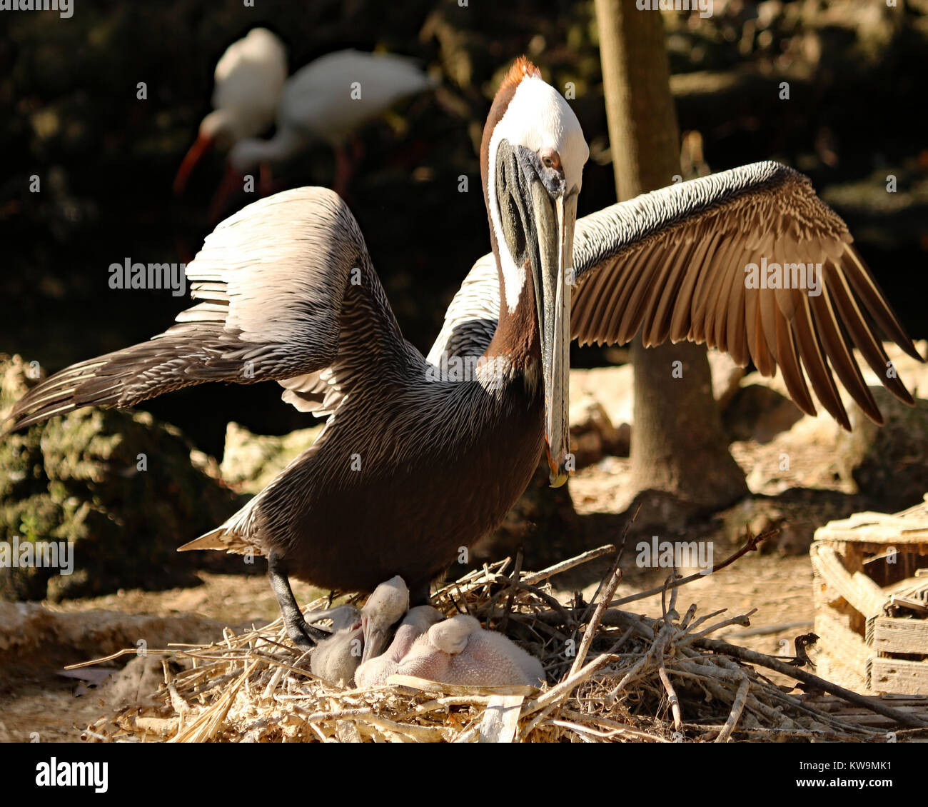 Pélican brun agressif dans le nid avec des bébés s'abattant des ailes pour effrayer les autres oiseaux qui s'approchent trop Banque D'Images