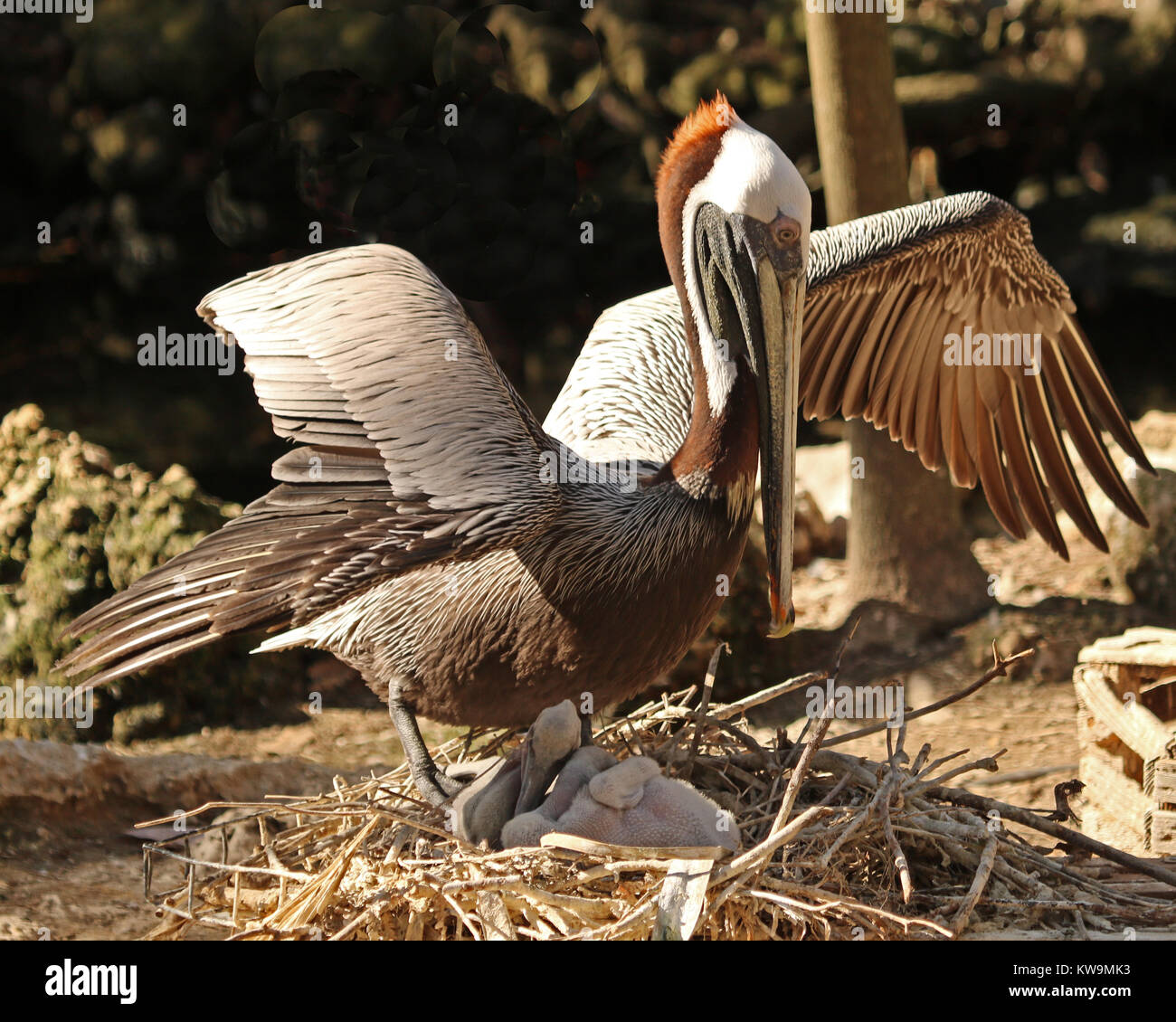 Pelican Avec Bebe Oiseau Banque D Image Et Photos Alamy