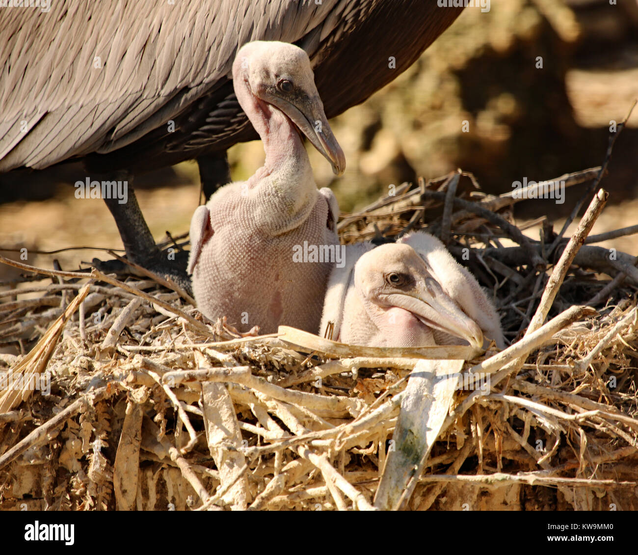 Deux Pelicans Bruns Bebe Dans Le Nid A Homosassa Springs Wildlife Park En Floride Photo Stock Alamy