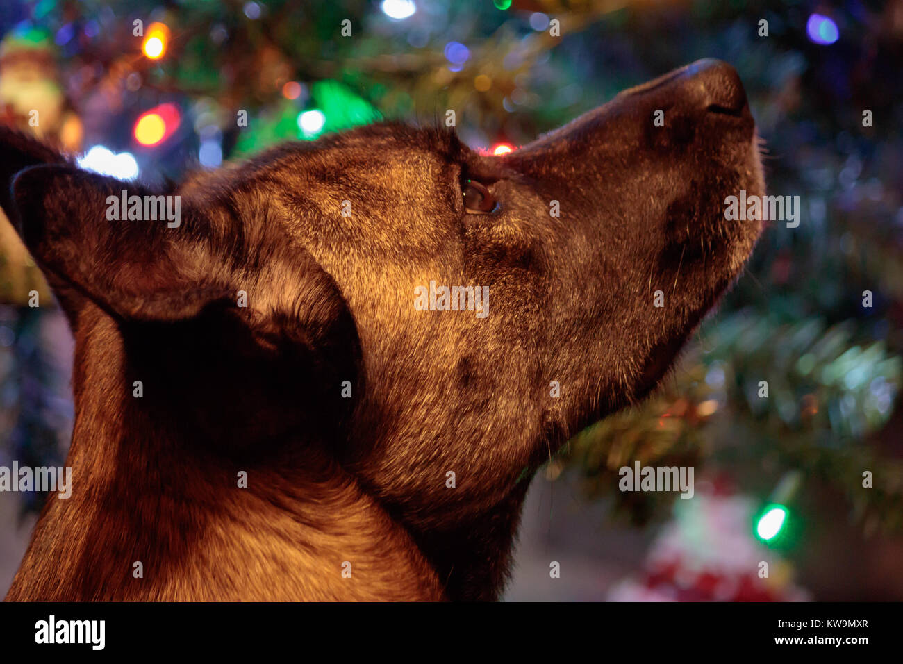 Grand chef d'un chien à la recherche de feux à shepard Banque D'Images