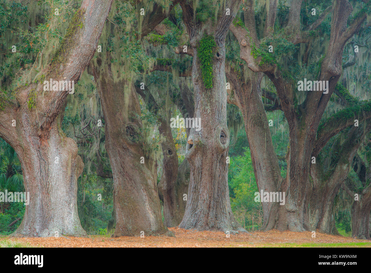 Chênes vivent avec épiphytes, fougère la résurrection et la mousse espagnole, S. Carolina, USA par Bill Lea/Dembinsky Assoc Photo Banque D'Images