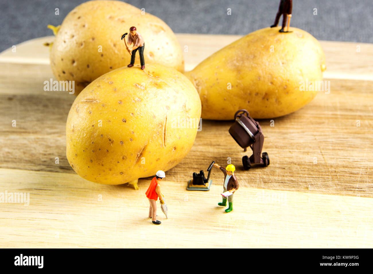 Miniatures travaillant dur et d'en faire la meilleure possible de pommes de terre Banque D'Images