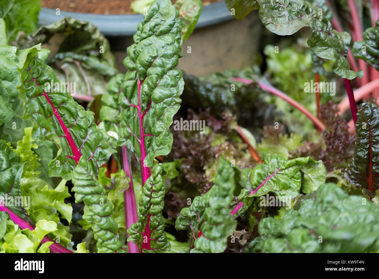 Racine de betterave bio plant growing in vegetable garden. La culture du sol. L'industrie agricole. Banque D'Images