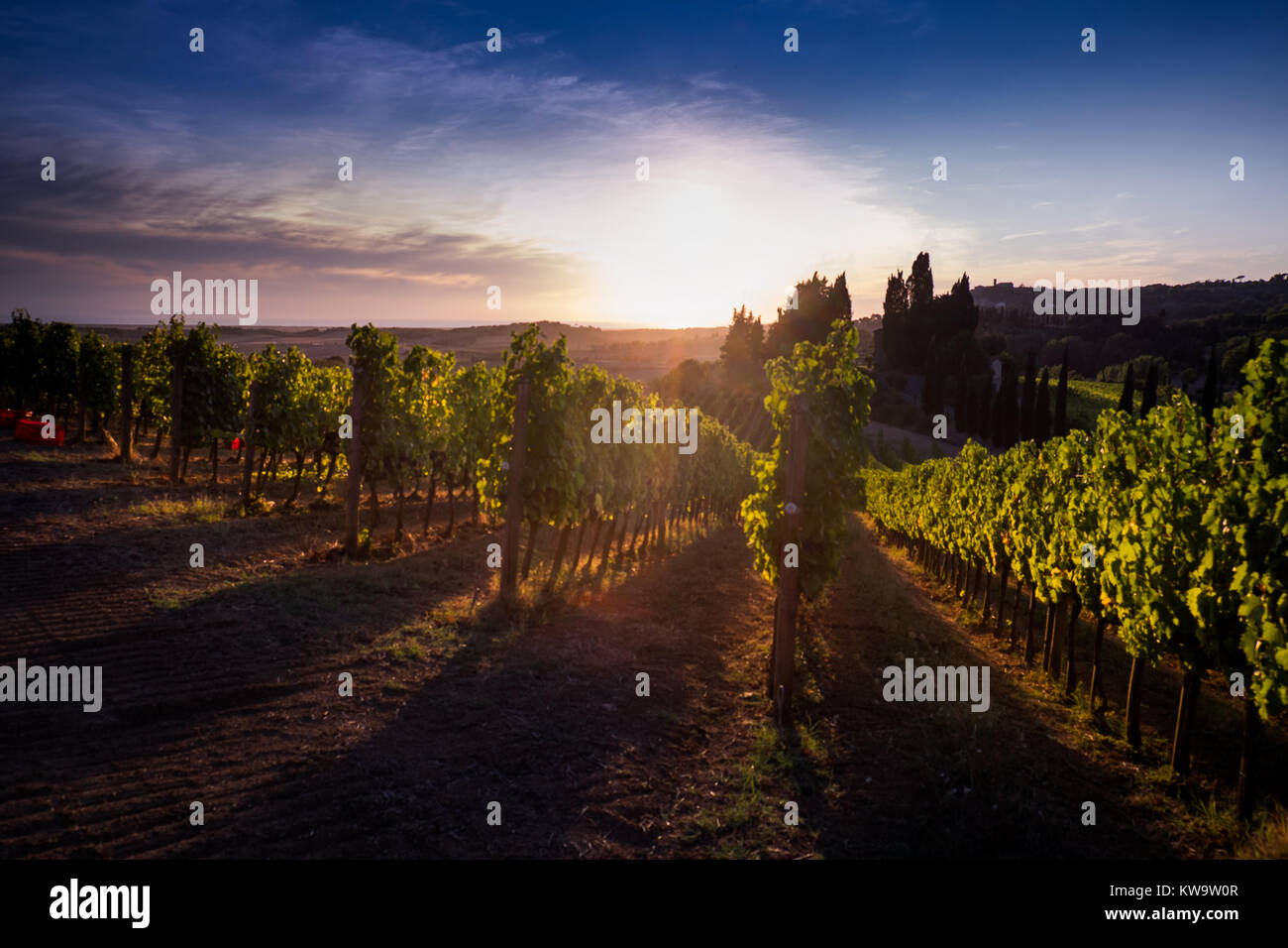 Casale Marittimo, Toscane, Italie, vue sur les vignobles sur le coucher du soleil s'allume Banque D'Images