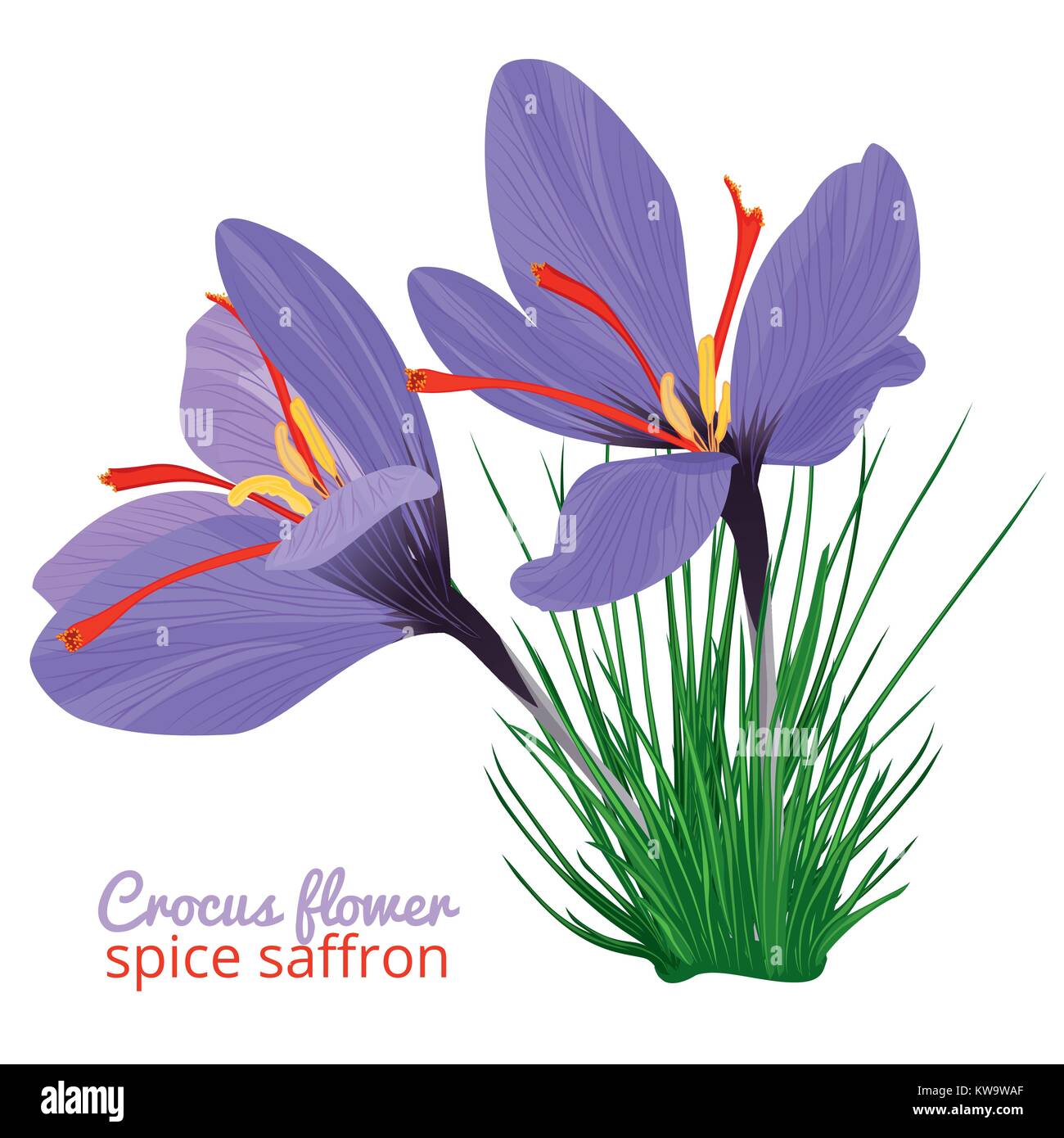 Carte Vintage Avec Fleur De Crocus Violet Sur Fond Blanc