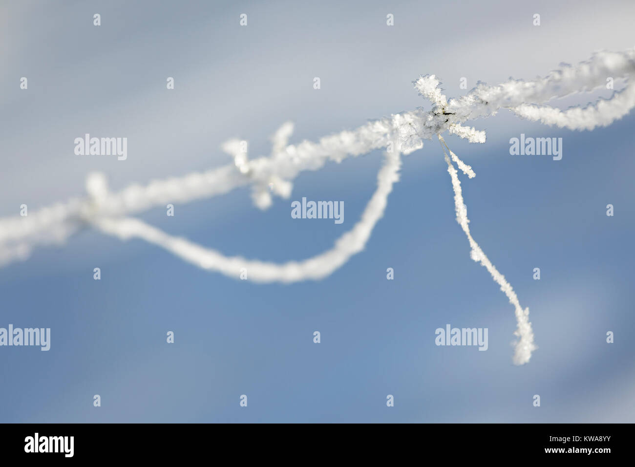 Cristaux de glace scintillants sur une clôture en fil barbelé avec quelques unités d'usine après une nuit de gel, dans l'Eifel, près de Monschau, l'Allemagne. Banque D'Images