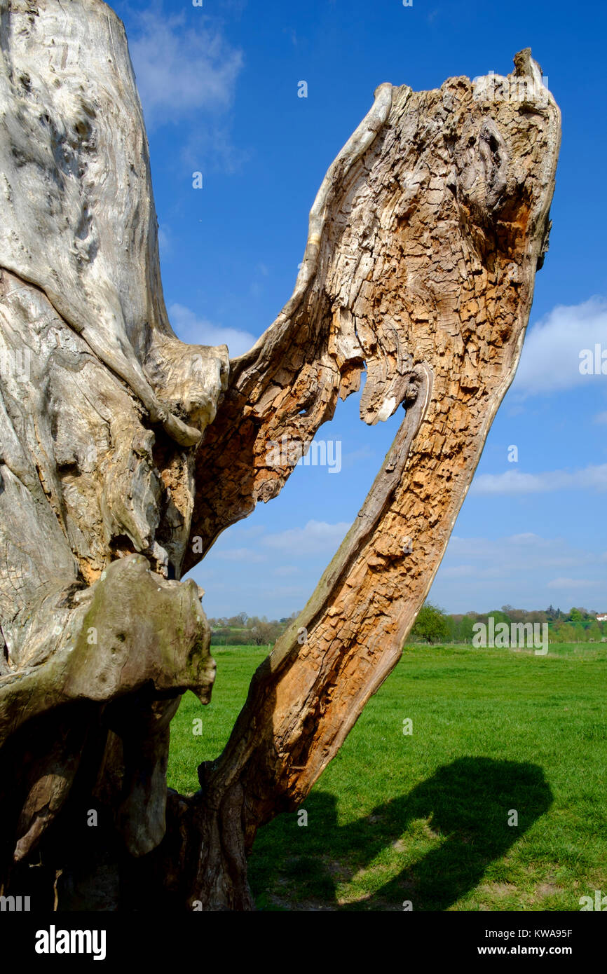 Statuesque à un arbre près de la rivière Stour, Suffolk Banque D'Images