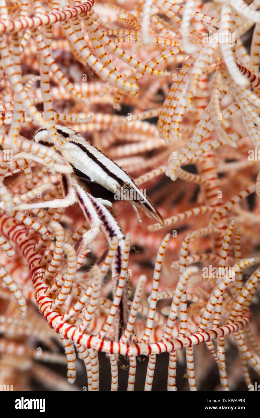 Allogalathea elegans connu sous le nom de star en plumes, homard squat squat des crinoïdes ou homard Homard squat élégant Banque D'Images