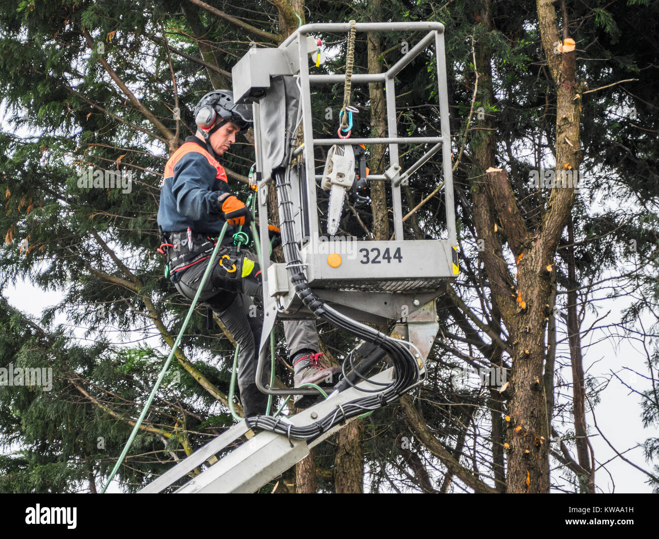 Un arbre mâle / chirurgien spécialiste dans un arbre, avec des cordes avec précaution près de la cage de sécurité d'une grue, avec tronçonneuse à la main. Langtoft, England, UK. Banque D'Images