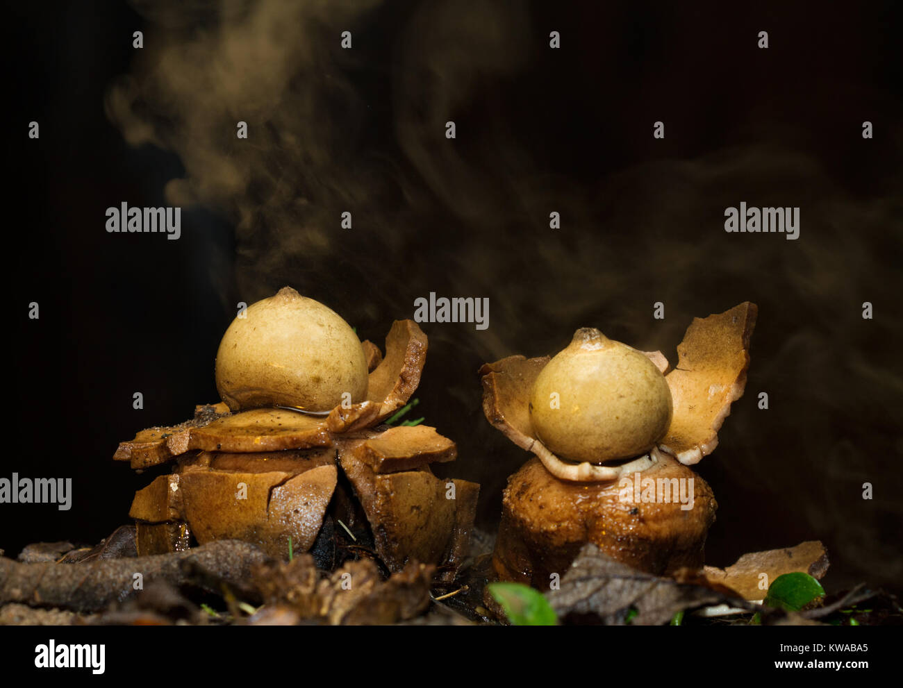 Collier earthstar la libération d'un nuage de poussière brune-comme les spores en réponse à l'impact de la chute des gouttes de pluie Banque D'Images