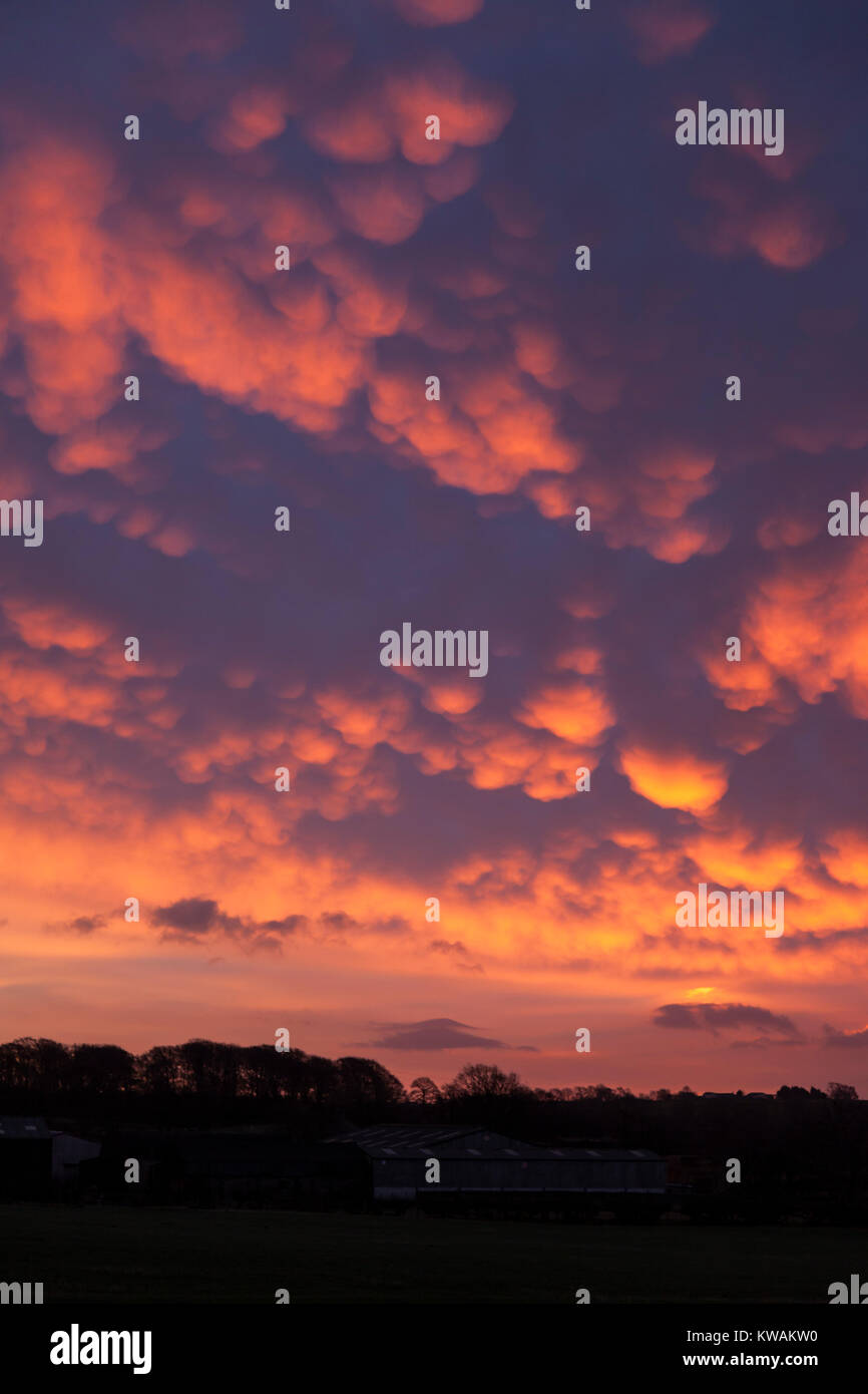 Teesdale, Barnard Castle, County Durham, Royaume-Uni. Mardi 2 janvier 2018. Météo britannique. Avec un Met Office d'avertissement météorologiques en vigueur pour de forts vents de tempête, Eleanor, dans certaines parties de l'Irlande, d'Écosse et d'Angleterre, de rares nuages Mammatus forme à l'aube sur le nord-est de l'Angleterre. Crédit : David Forster/Alamy Live News Banque D'Images