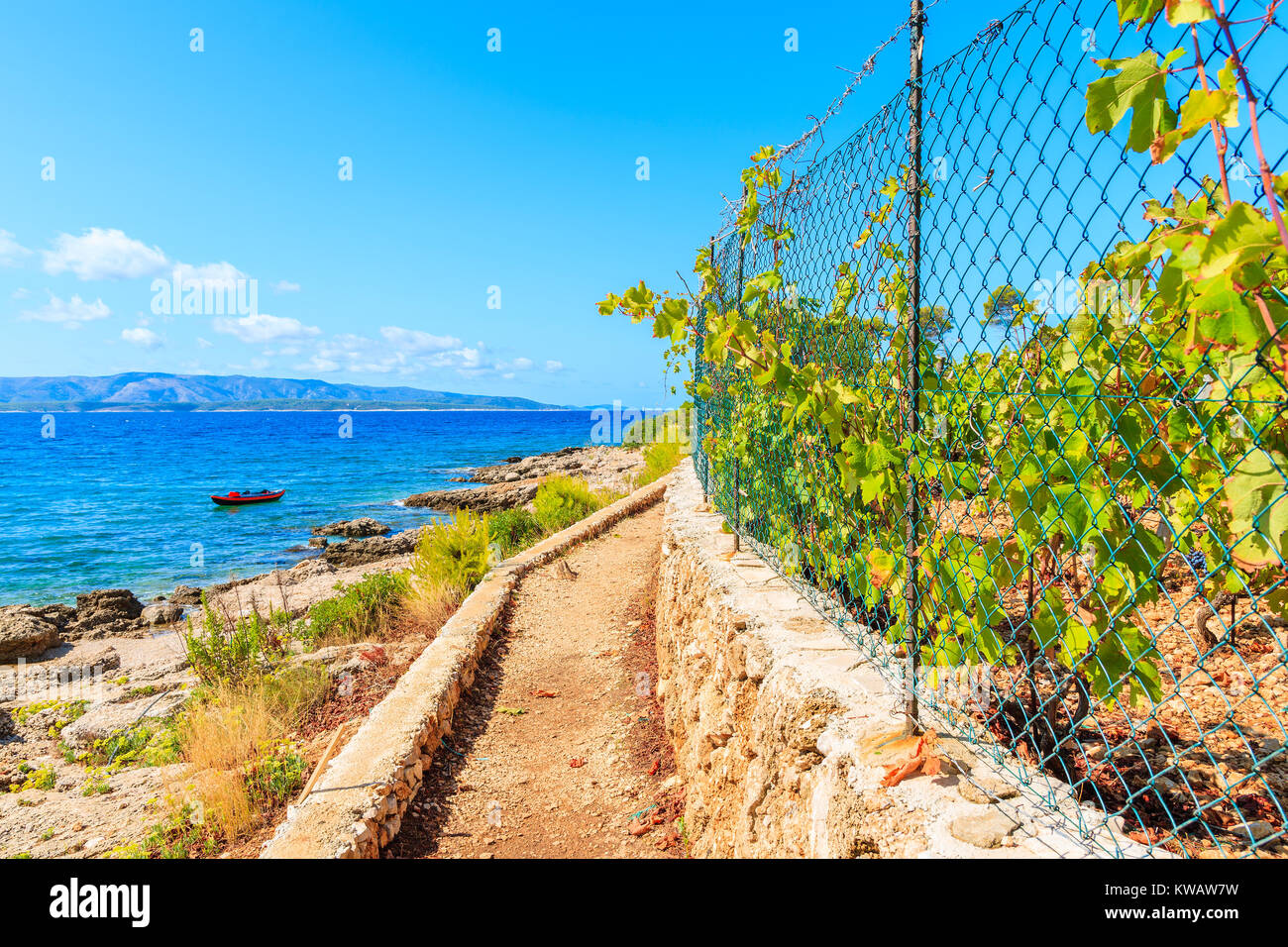 Sentier du littoral le long de la mer et vignes près de Zlatni Rat à Bol, sur l''île de Brac en été, Croatie Banque D'Images