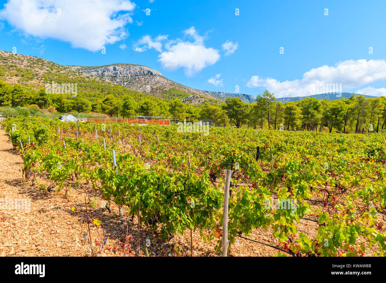 Vignobles dans paysage de montagne près de l'île de Brac, Croatie ville de Bol Banque D'Images