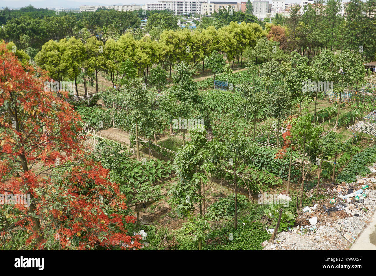 Jardin de légumes chinois avec du taro et de bananes - région de Guangzhou, Guangdong, Chine Banque D'Images