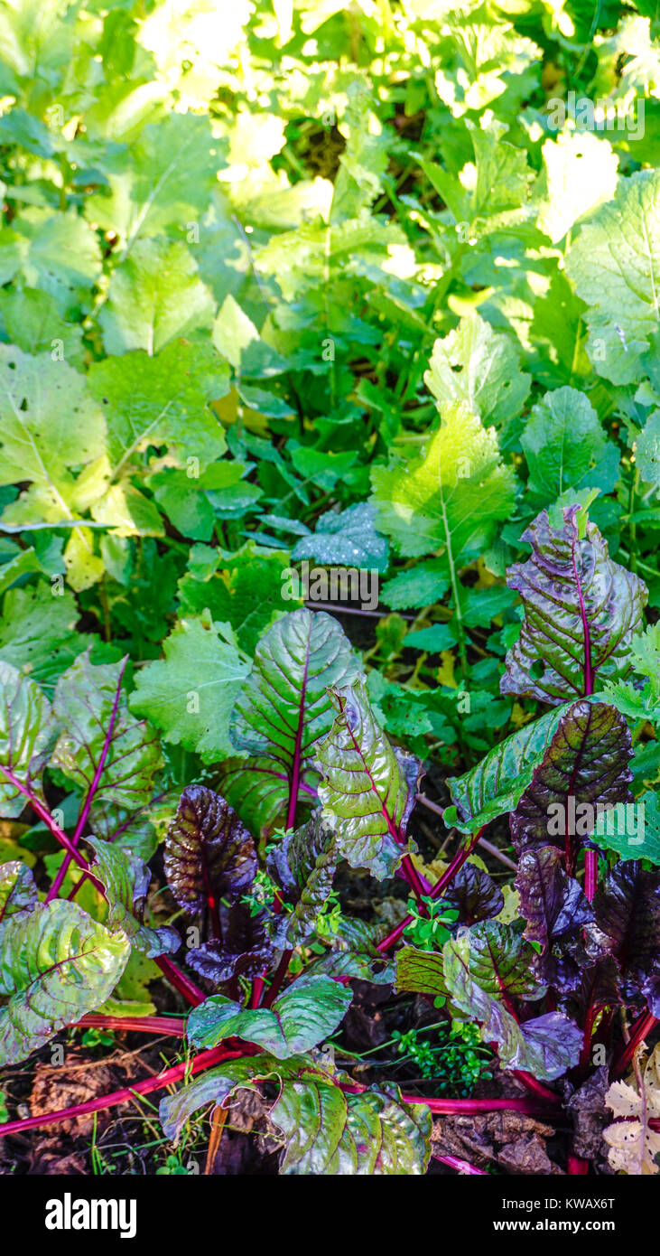 La Bette à carde rouge des plantes dans un jardin potager Photo Stock ...