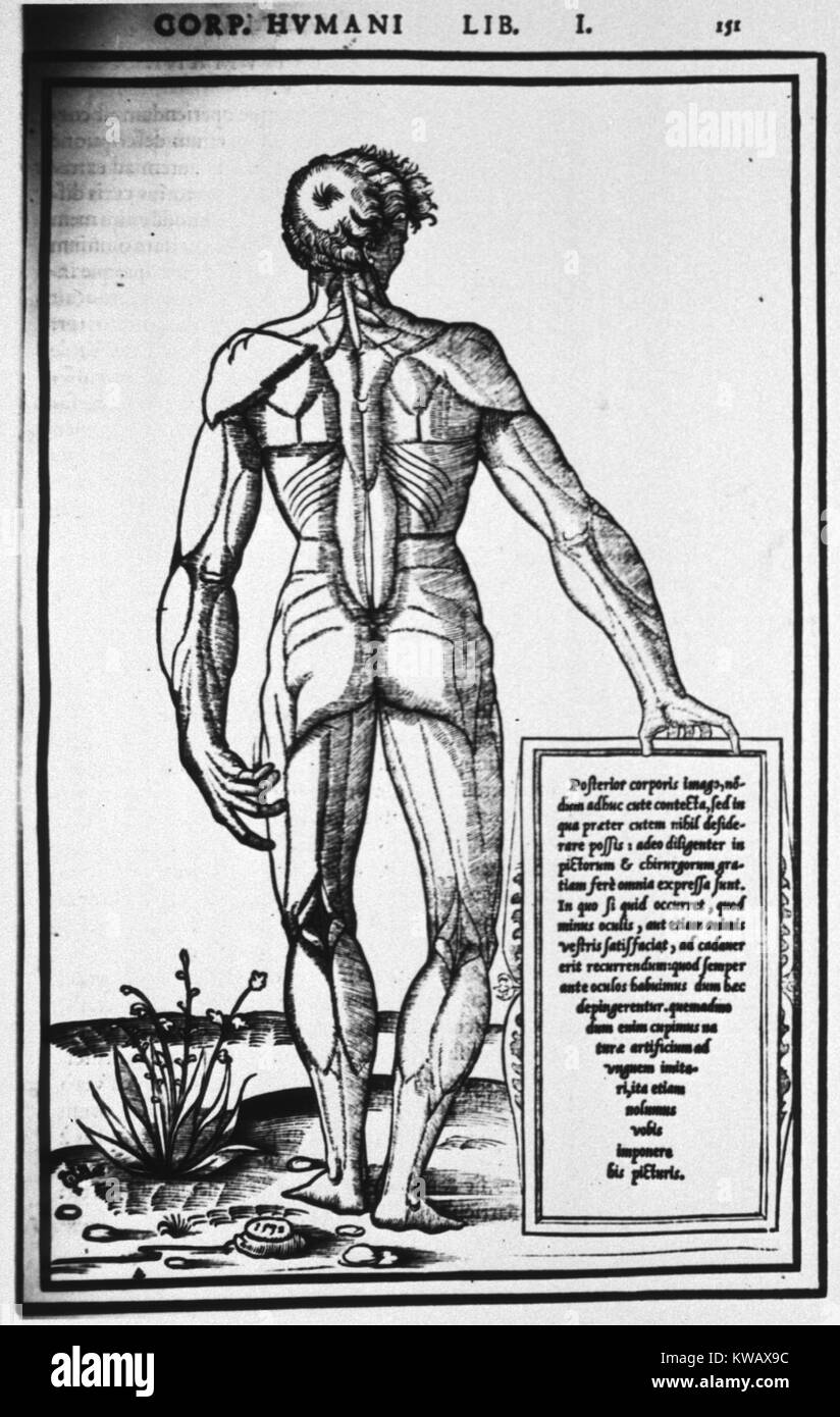 L'illustration du livre de l'arrière d'un des droits de l'homme, montrant les principaux muscles du corps, 1545. La permission de la National Library of Medicine. Banque D'Images