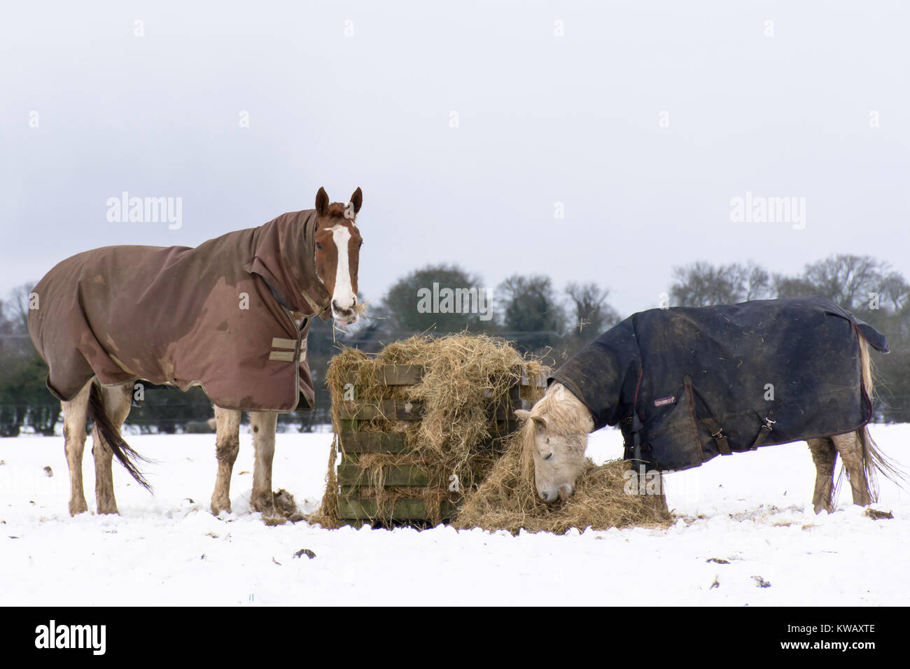 2 horse eating hay à partir d'une boîte de foin pendant l'hiver Banque D'Images
