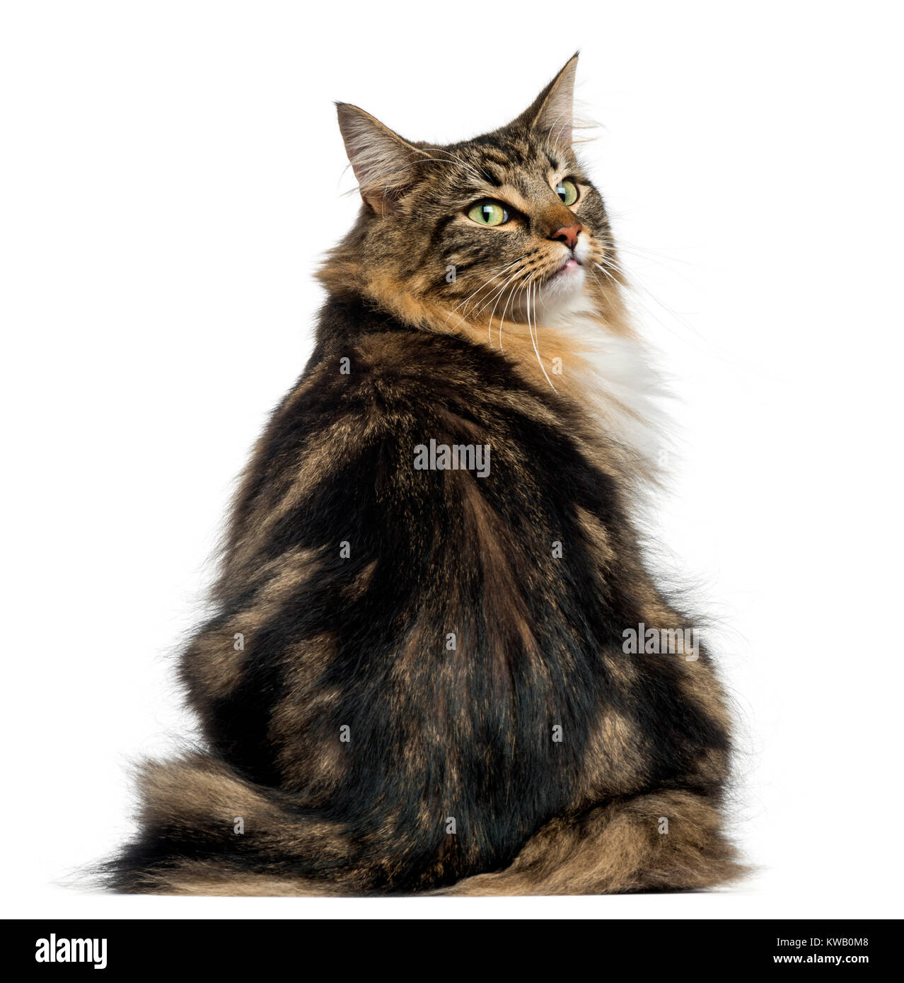 Vue arrière d'un chat des forêts norvégiennes à l'arrière, isolated on white Banque D'Images