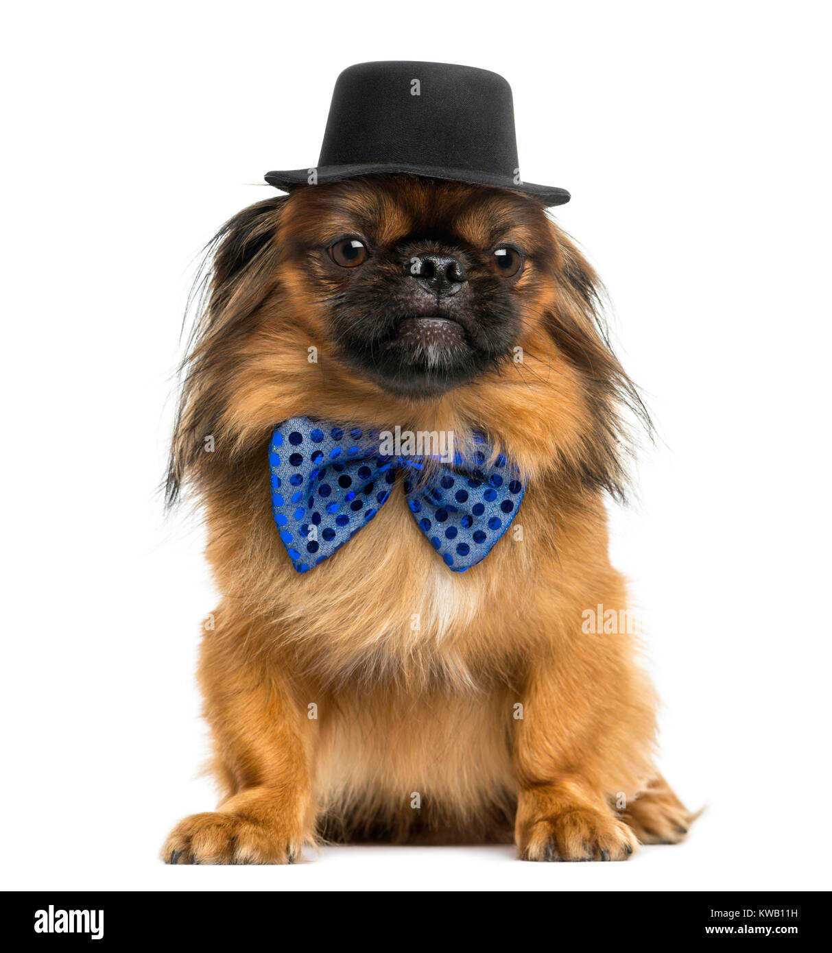 Mignon petit canard assis, avec un nœud papillon et chapeau, isolated on white Banque D'Images