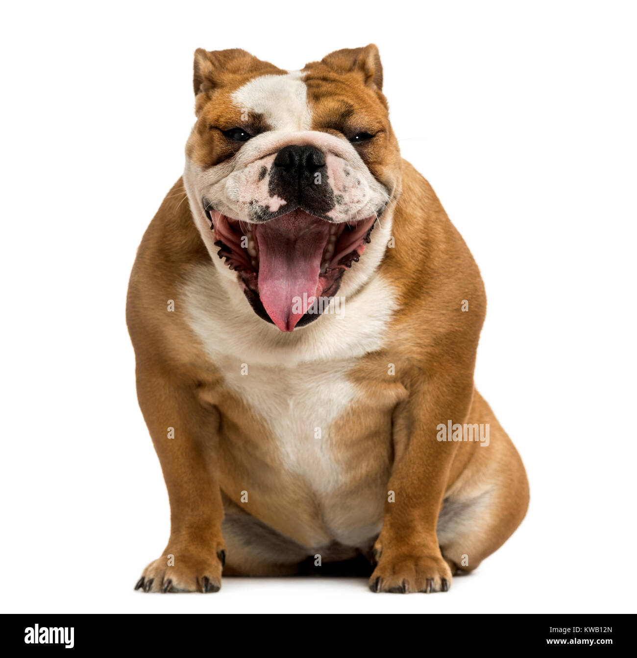Vue frontale d'un bulldog Anglais de bâiller, 1 ans, isolé sur blanc Banque D'Images