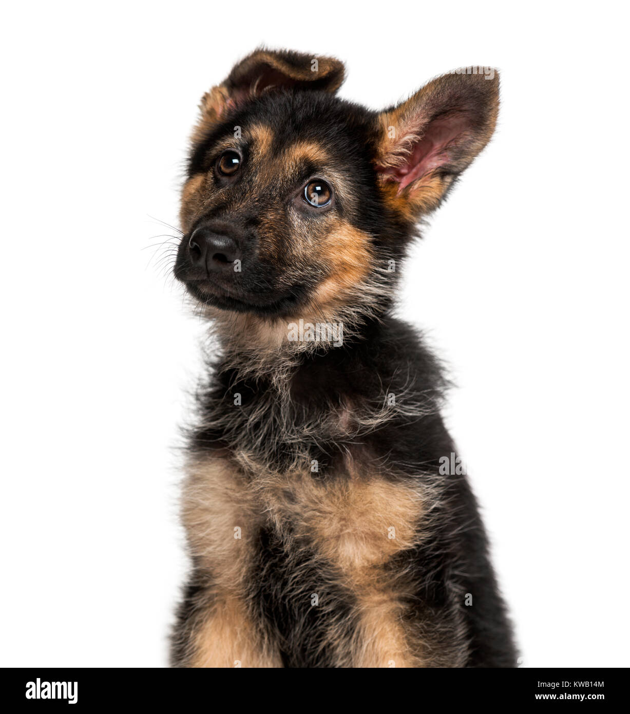 Chiot Berger Allemand (3 mois Photo Stock - Alamy