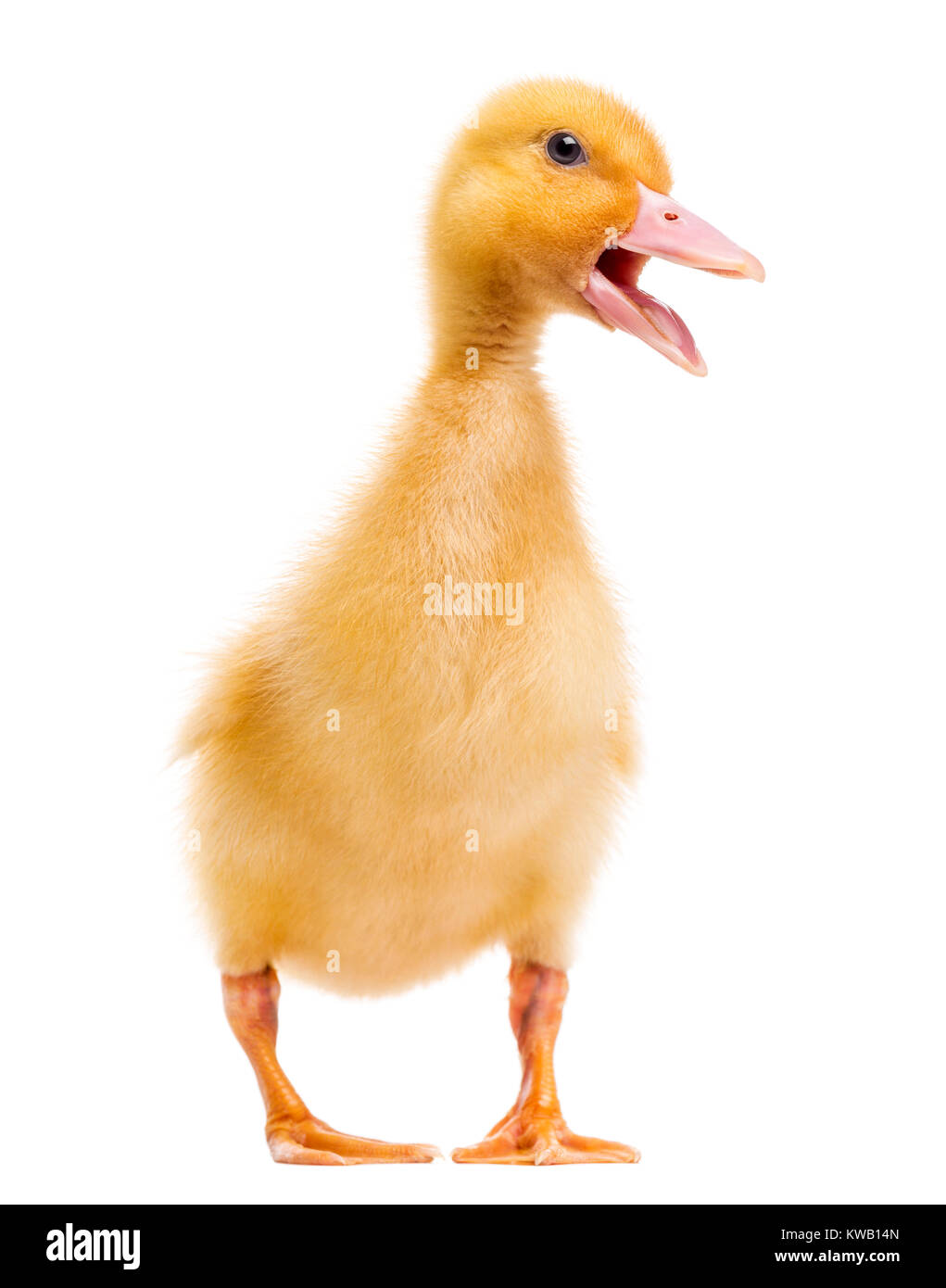 Canard (7 jours) quacking, isolated on white Banque D'Images Canard (7 jours) quacking, isolated on white Banque D'Images