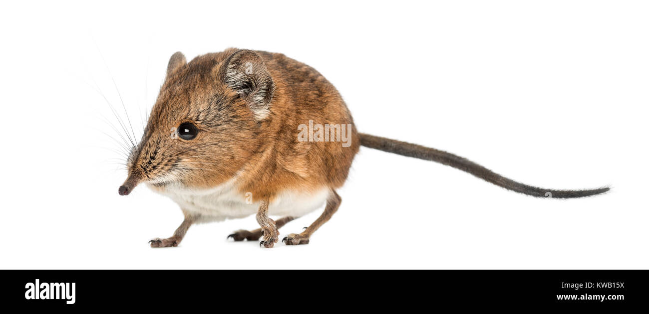 Macroscelides proboscideus musaraigne éléphant - - isolé sur whitre Banque D'Images