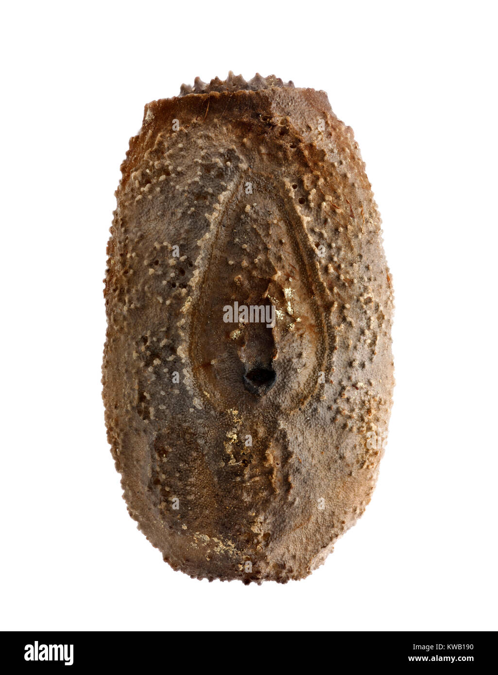 Oeuf de phasme - Diapherodes gigantea 5,3 mm Banque D'Images