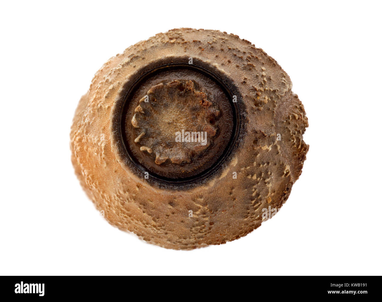 Oeuf de phasme - Diapherodes gigantea 5,3 mm Banque D'Images