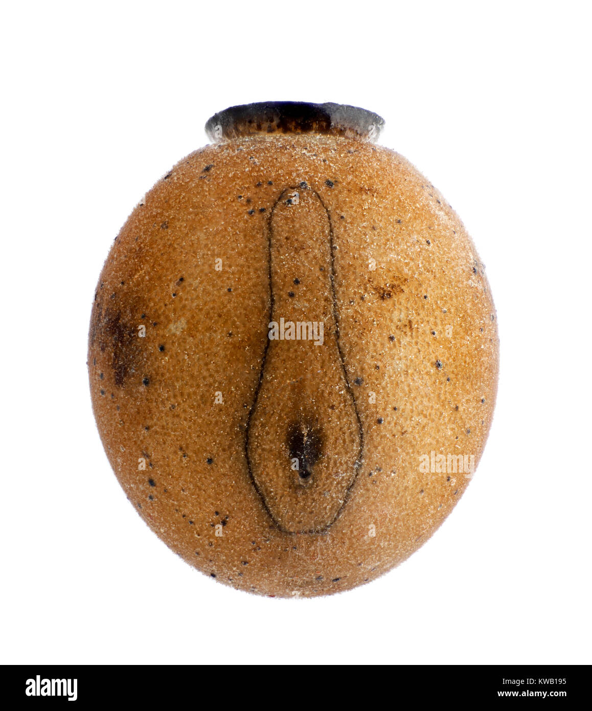 Oeuf de phasme - Lopaphus sphalerus 3,1 mm Banque D'Images