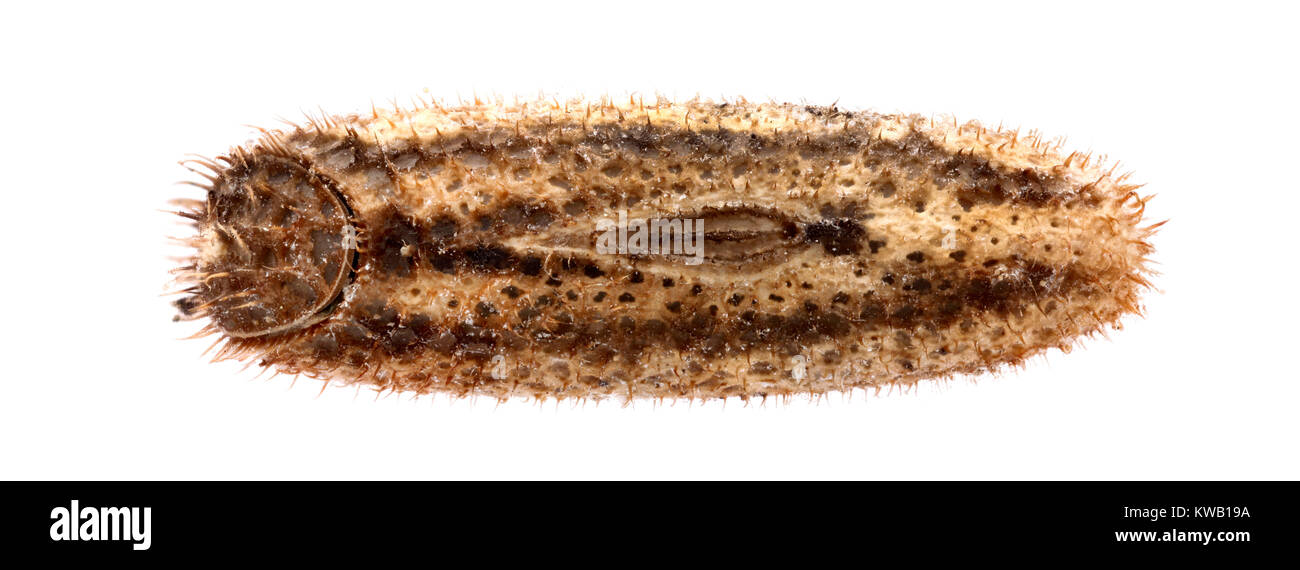 Oeuf de phasme Sipyloidea biplagiata - 4,9 mm Banque D'Images