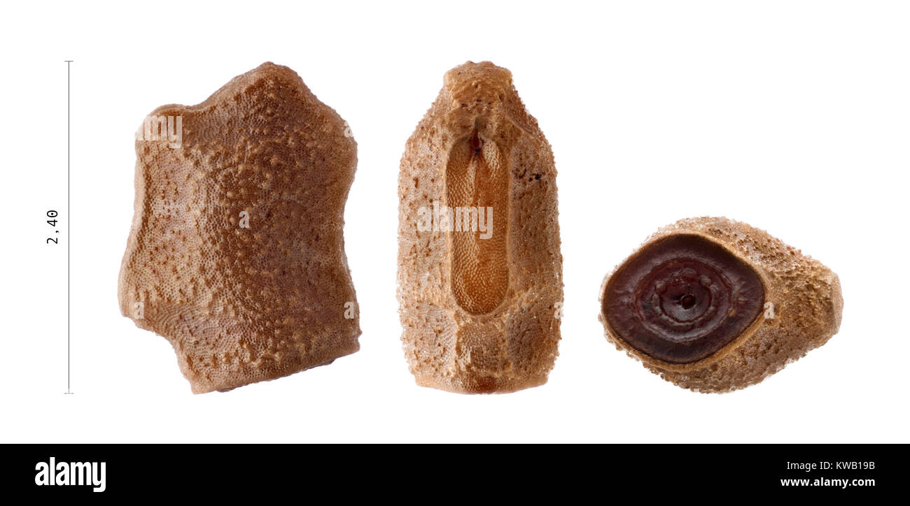 Oeuf de phasme - Periphetes graniferum 2.4 mm Banque D'Images