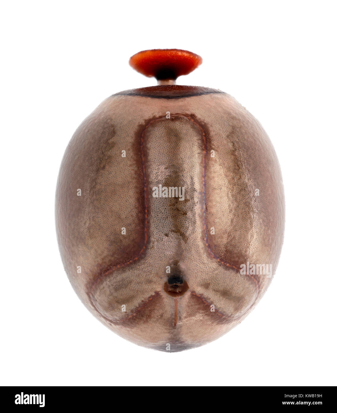 Oeuf de phasme - (Tirachoidea Pharnacia biceps) 4,8 mm Banque D'Images