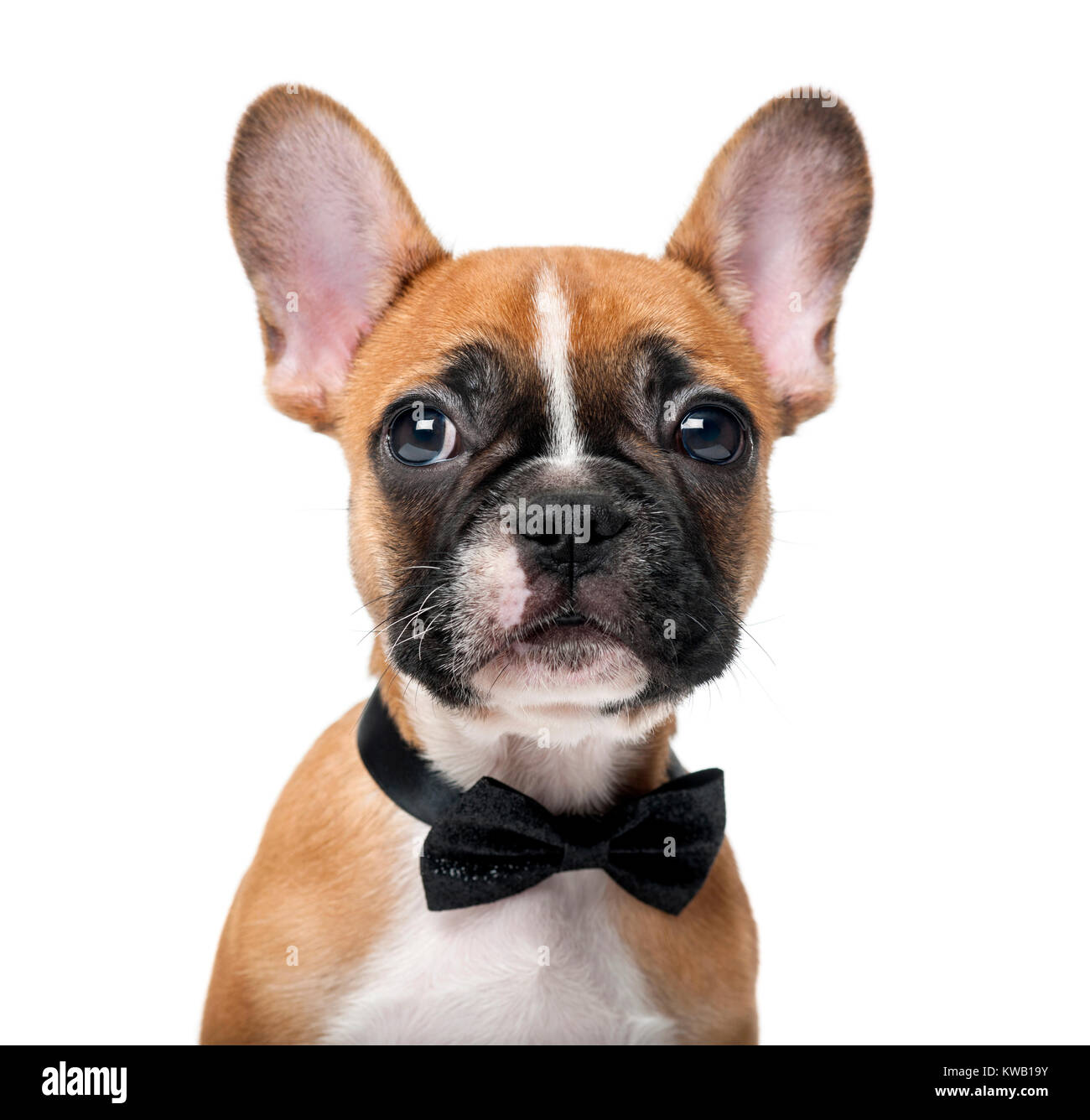 French bulldog wearing bow tie Banque de photographies et d'images à haute  résolution - Alamy