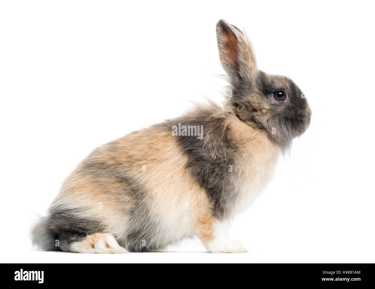 Lapin (4 mois) Banque D'Images