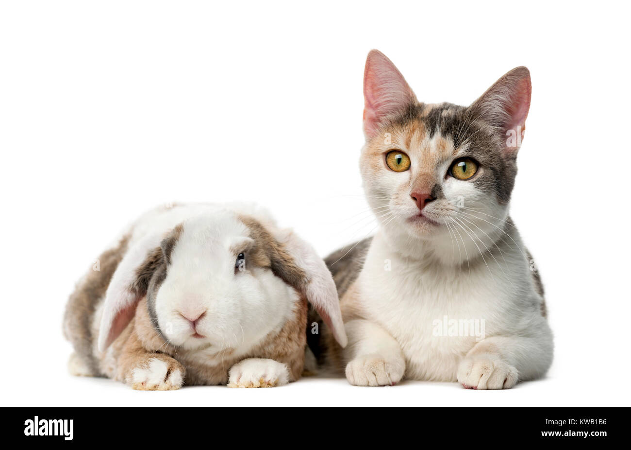 Chat et lapin devant un fond blanc Banque D'Images
