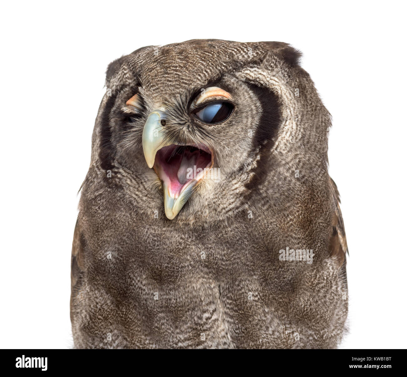Close-up of a-de verreaux - owl Bubo lacteus (3 ans) en face d'un fond blanc Banque D'Images