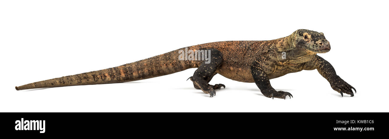 Dragon de Komodo walking, isolé sur blanc (4 ans) Banque D'Images