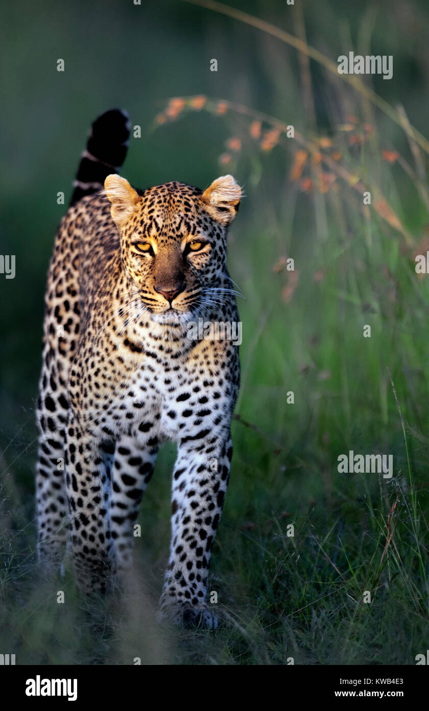 Leopard au lever du soleil Banque D'Images