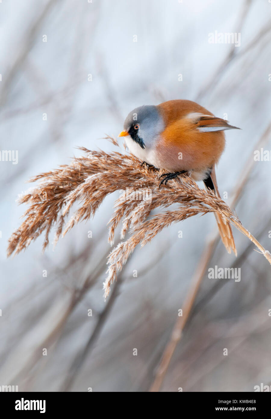 Bearded Reedling Banque D'Images