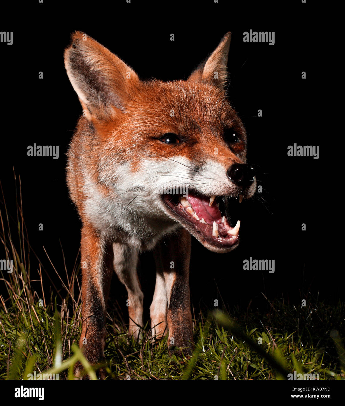 Snarling fox banque d image et photos alamy