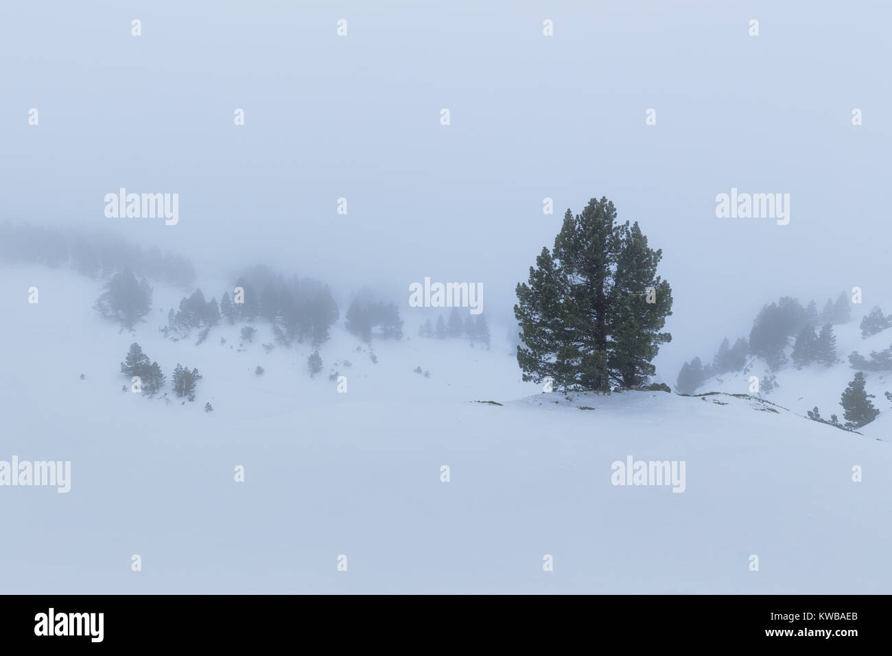Pine Tree dans un paysage de neige et de brouillard, Larra, Navarra Banque D'Images