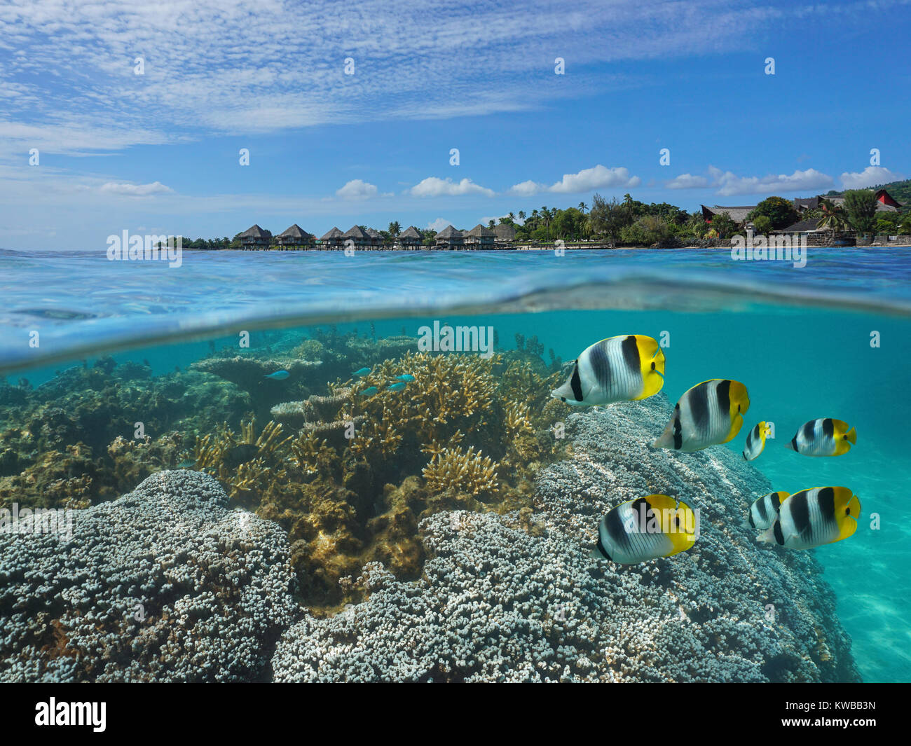 Polynésie Française Tahiti sur et sous la surface de la mer dans le lagon, les coraux et poissons tropicaux sous l'eau avec une station balnéaire sur la côte du Pacifique, Banque D'Images
