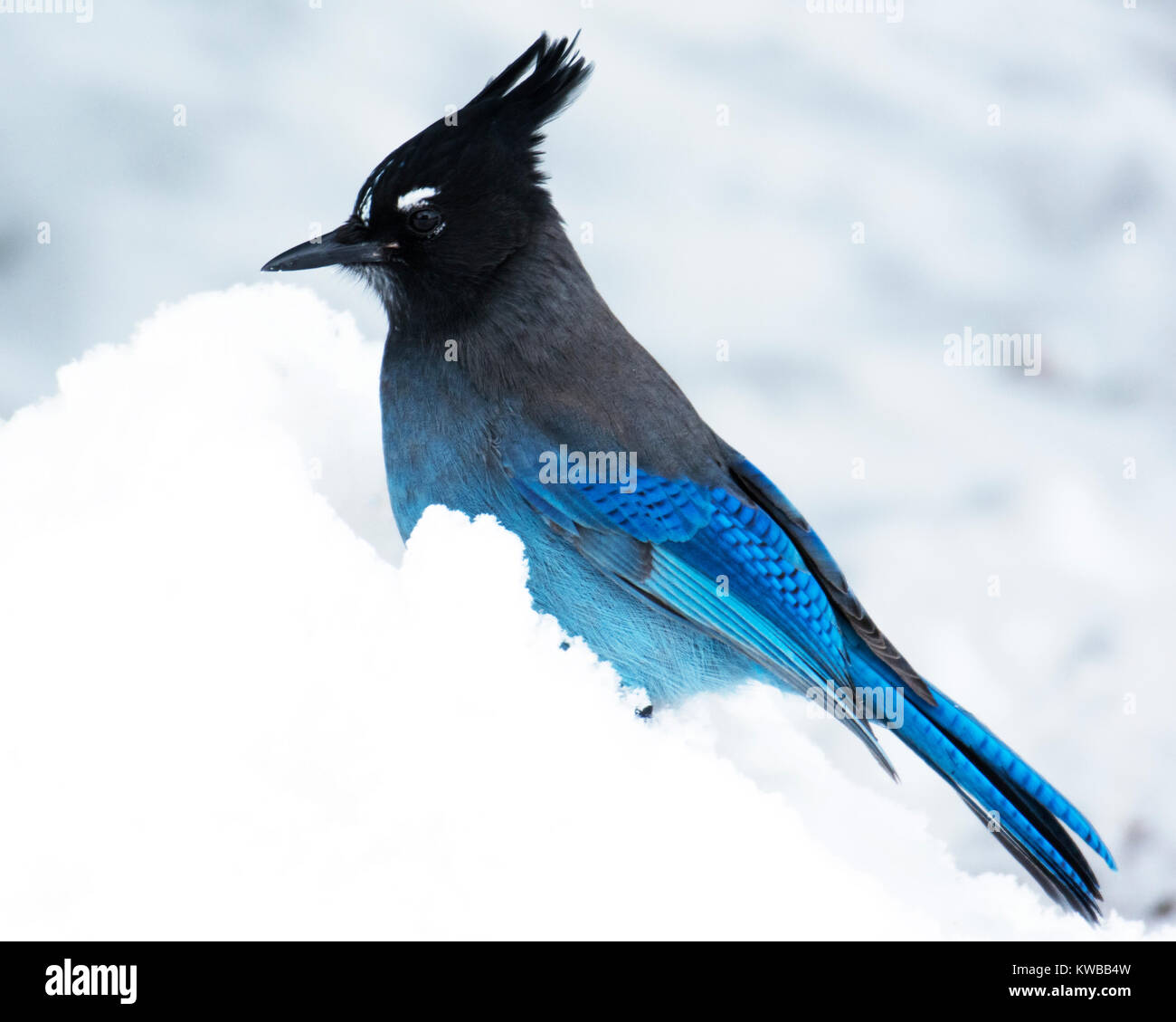 Oiseau Banque D'Images