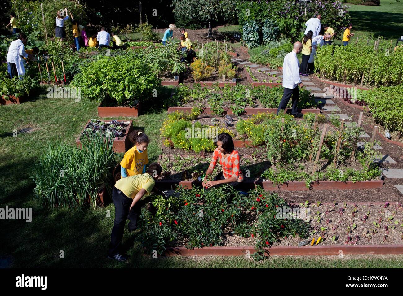 Récolte d'automne de la Maison Blanche Cuisine Jardin. Michelle Obama, chefs de la Maison Blanche et les enfants des écoles élémentaires de Bancroft et Tubman Choisissez des légumes sur la pelouse Sud, Octobre 5, 2011. (BSLOC   2015 13 174) Banque D'Images