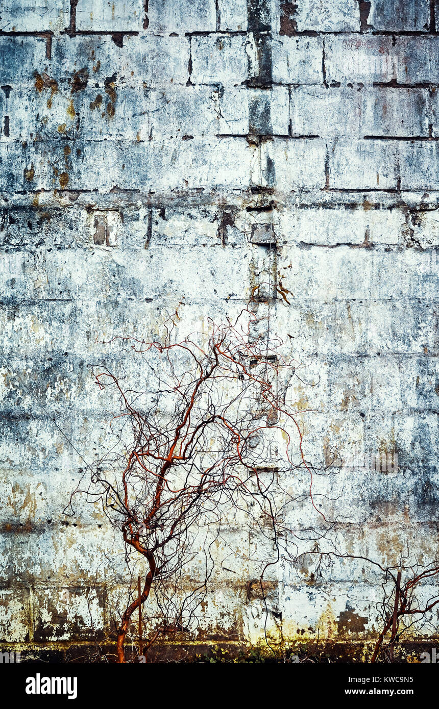 Béton vieux grunge mur avec les plantes séchées, les tons de couleur vintage résumé fond ou la texture. Banque D'Images