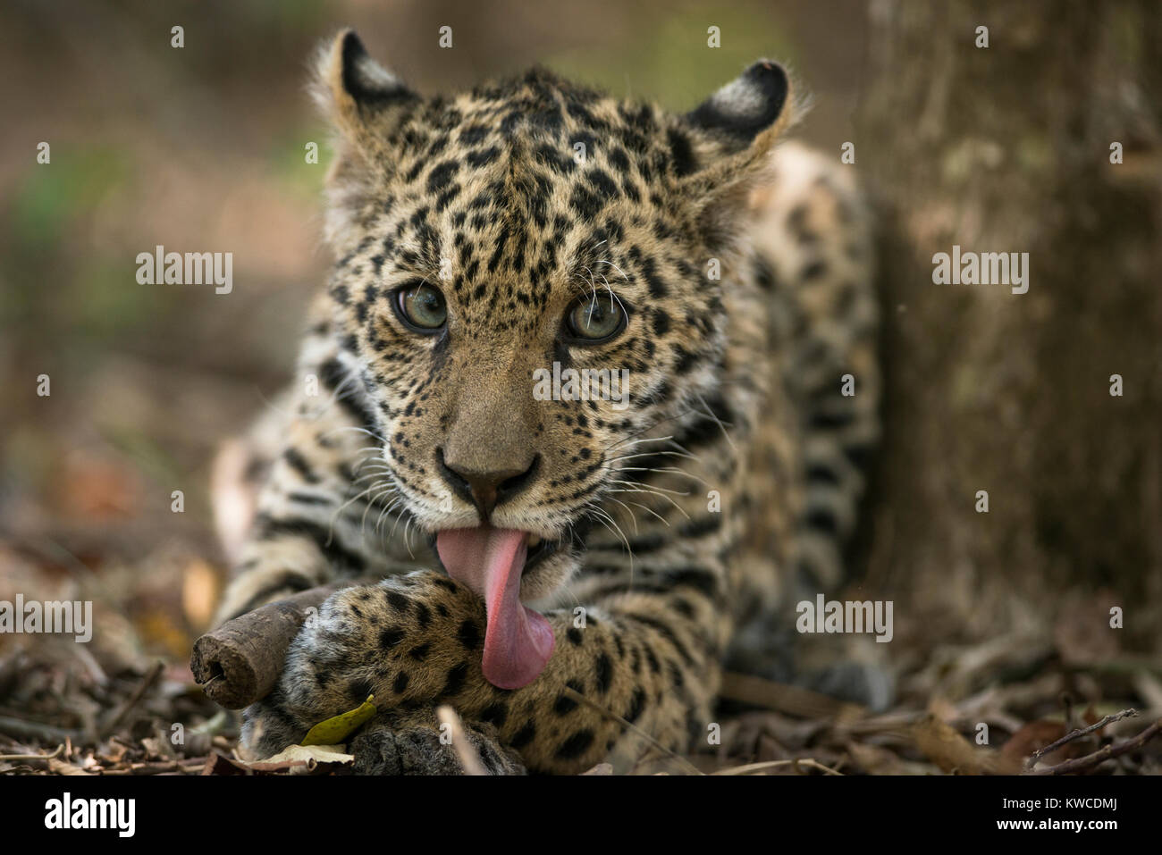 Un ourson de Jaguar Banque D'Images