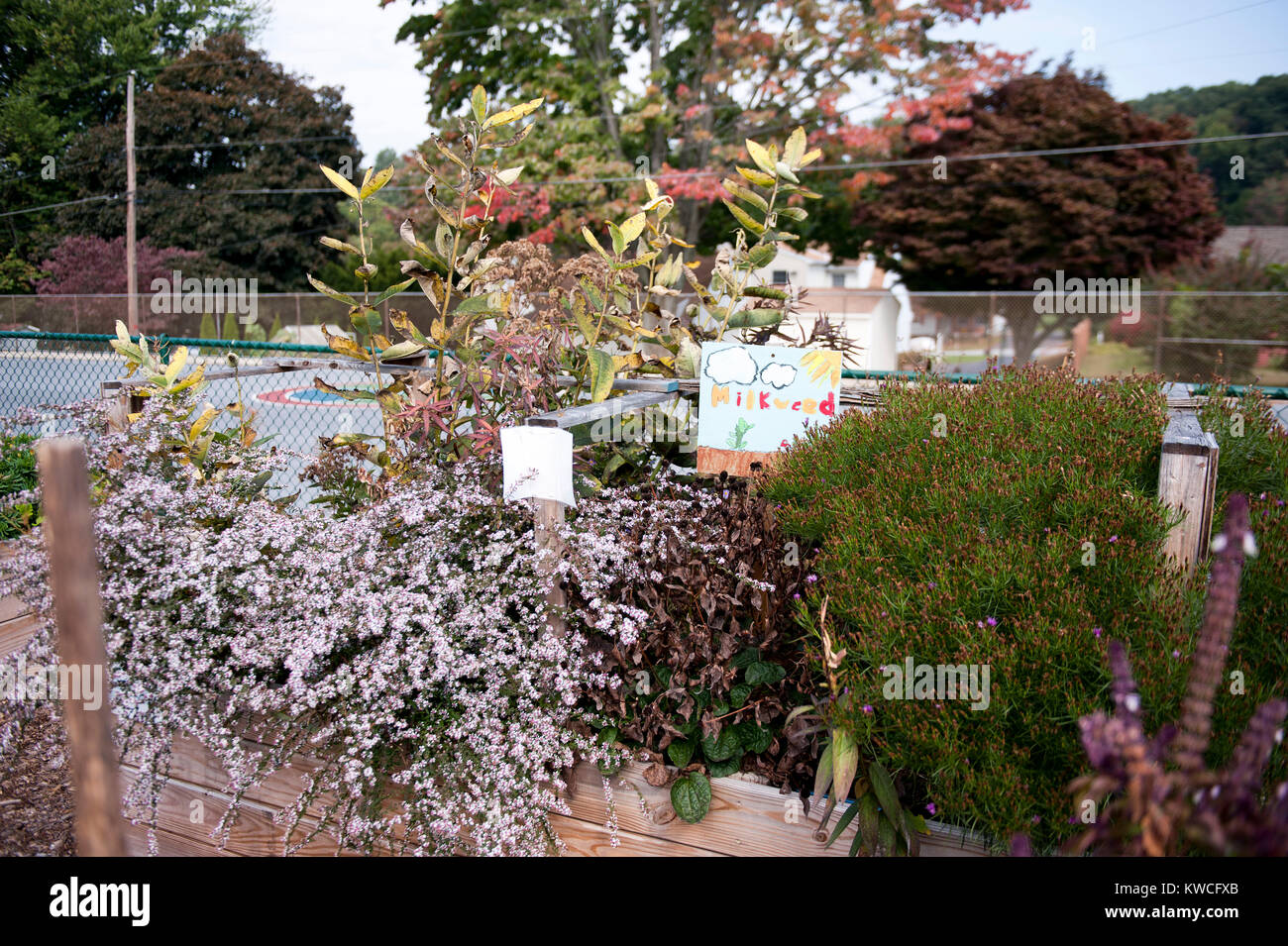 Jardin d'ASCLÉPIADE CULTIVÉS DANS DES JARDINS SURÉLEVÉE DANS LA COUR DE L'ÉCOLE Banque D'Images