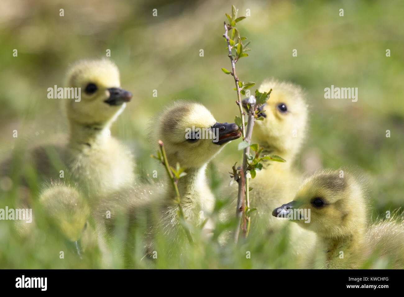 Gros plan détaillé de cinq jeunes gossins duveteux du Royaume-Uni (Branta canadensis) au printemps, explorer de nouveaux environnements, manger des brindilles! Banque D'Images